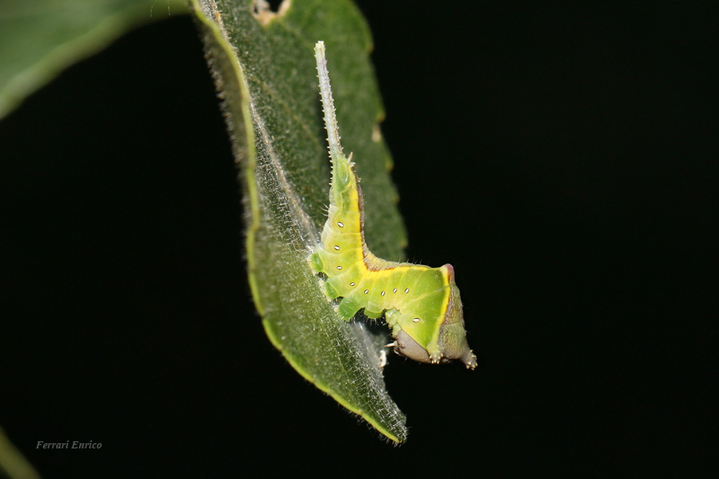 Cerura vinula!